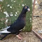 حمام