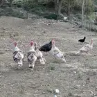 دجاج رومي فراشه
