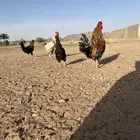 دجاج بلدي صحه ممتازه