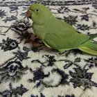 درة هندي متكلم