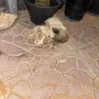 السلام عليكم هاذا قط لاقيه عند الباب ويعرج وحالته حاله
