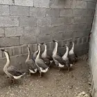 وز عراقي كوبرا