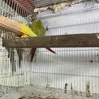 جواز كنيور