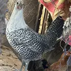 دجاجه فيوميه كفو تبيض