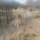 ناقه وبنتها حراير