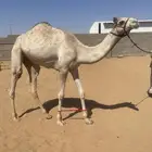 بكره حقه