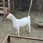 جفره منوة القاني من الفواخر وذكر الله وصلى على النبي جذعه