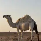 لقحه وضحا