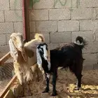 عنز سدس وبنتها جذعة مضااريع