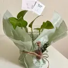 هدايا سمكة ونبتة