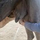 عشره معها بكره