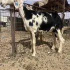 شياه نجد صنف حصيب تتولد