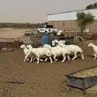 رخال صنف فطميات