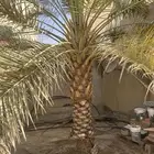 نخلتين للبيع