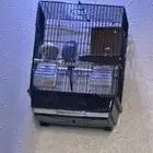 جوز طيور الحب مع كامل اغراضه