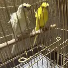 للبيع