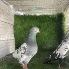 حمام باكستاني