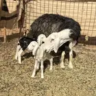 للبيع نجديه تحتها طلي ورخل