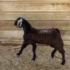 تيس عارضي تربية حلالنا مراح فل مخصي سمين نظيف