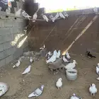 حمام بلدي
