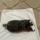 مدهنه
