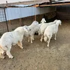 ذبائح الأكحل