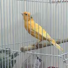 للبيع ذكر كناري تغريد نار