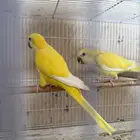 للبيع جوز كويكر