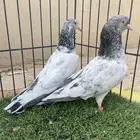 جوز بكستاني قولندن