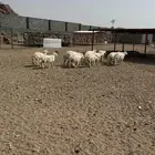 بهم حري
