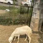 خرفان مخاصي وفحل