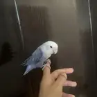 روز حجم كبير جدا جدا