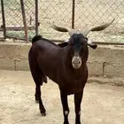 تيس فحل ادبس