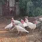 دجاج رومي للبيع