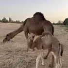 للبيع خلفه حليبها طيب ام رابع