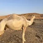 ضروبه