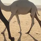 قعود ذبيحه