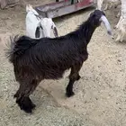 تيوس