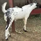 تيس وثلاث خبيش للبيع