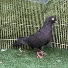 ذكر باكستاني زاخ اسود لمعه