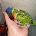 فرخ لوري ريمبو سوانسون ((حجم مميز))