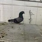 موجود طبات باكستاني انواع تب