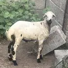 فرير للبيع
