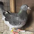 حمام زاجل سباق للبيع