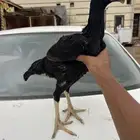 فروخ الماني