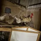 دجاج حباحب بيض