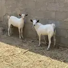 اثنين تيوس ذبايح