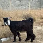 تيوس شحم ولحم