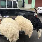 فايز الشمري الذبايح