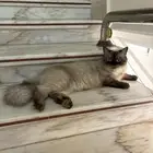 قط لتبني مع جواز